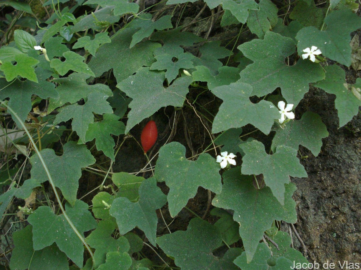 Trichosanthes tubiflora (Wight & Arn.) H.J.de Boer